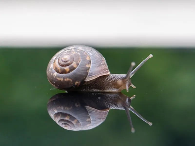 Această specie de melc de mare își regenerează corpul complet/FOTO: unsplash.com