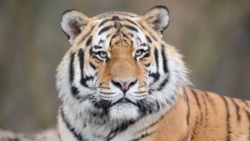 Un îngrijitor a fost ucis de tigru la Grădina Zoologică din Piteşti. Cum a fost posibil Foto: Freepik (fotografie cu caracter ilustrativ)