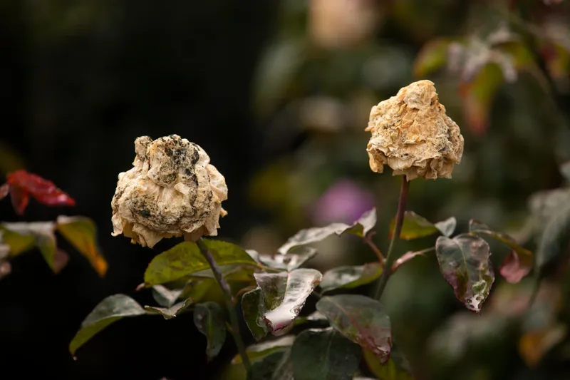 Trandafiri uscați în grădină - Foto: Freepik (Imagine cu rol ilustrativ)