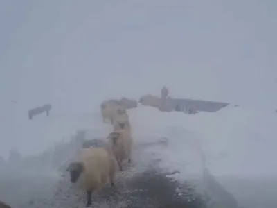Turme de animale, blocate de zăpadă pe Transalpina - Foto: captură video