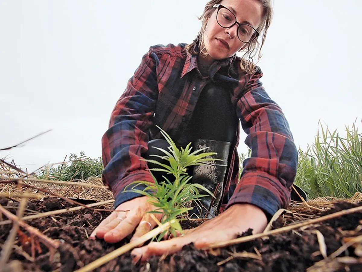 Wild Folk Farm din Benton, Maine, crește sute de plante de cânepă clonate
