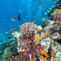 Ne-am putea confrunta cu dispariția peștilor din ocean. Cercetătorii au găsit misterioasa cauză - Foto: Profimedia Images (rol ilustrativ)