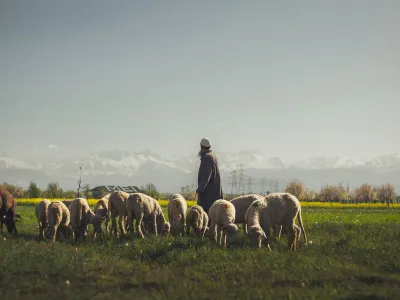Cioban - Foto: Pexels (Imagine cu rol ilustrativ)