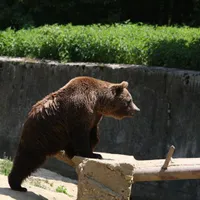 Un singur urs a mai fost ucis din greșeală din 2016 până la cazul ursului Arthur