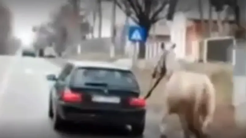 Șofer de BMW „defilează” cu un cal legat de mașină. Poliția „l-a premiat” cu 3.500 de lei amendă - FOTO: Radar Botoșani