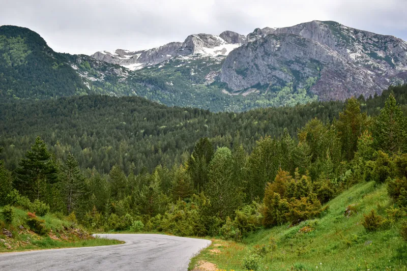 Pădure Foto: Pexels (imagine cu rol ilustrativ)