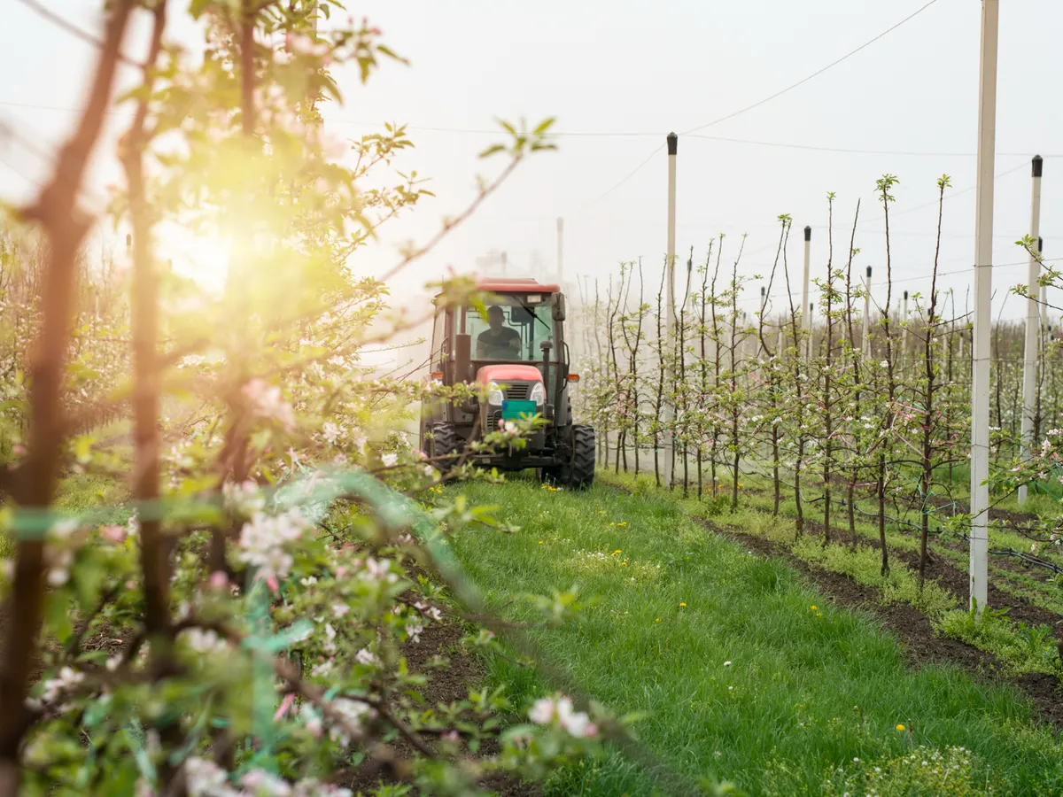 Livadă Foto: Freepik (imagine cu rol ilustrativ)