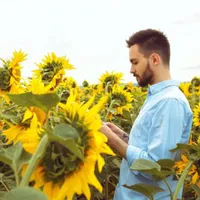 Floarea-soarelui - Foto: freepik (rol ilustrativ)