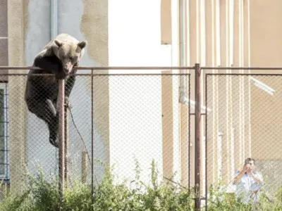 Un urs a fost împuşcat după ce s-a apropiat la câţiva metri de un liceu din Miercurea Ciuc - Foto: observator