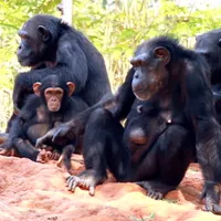 Nouă maimuțe de la grădina zoologică din San Diego, vaccinate anti-COVID/FOTO: Getty
