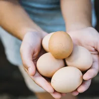 Ce poți face cu cojile de ouă? Rezultate uluitoare ale unui studiu - Foto: Freepik.com (rol ilustrativ)