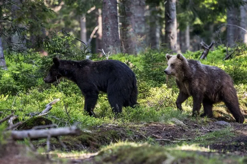 Marea minciună din cazul ursului Arthur: ministrul nu putea da derogare pentru ursoaică cu pui. Foto WWF