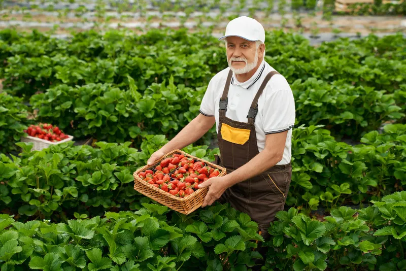 Căpșuni - Foto: Freepik (rol ilustrativ)