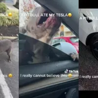 Un pitbull mănâncă o mașină electrică Tesla Model 3. La propriu! / Foto: turbo.fr