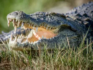 Turist atacat de un crocodil după ce a sărit gardul pentru un selfie: „L-a confundat cu o statuie” - Foto: Profimedia images