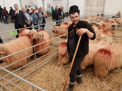 Cioban cu oi - Inquam Photos / George Călin