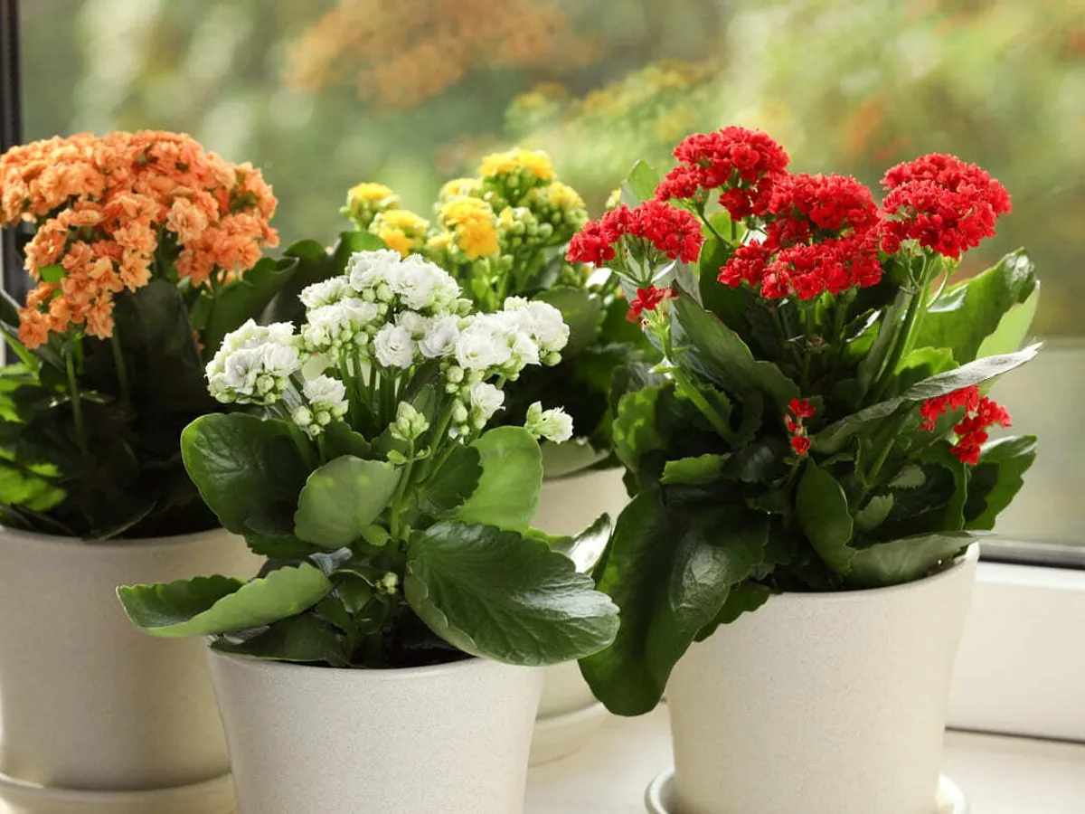Kalanchoe  - Foto:mathaus.ro