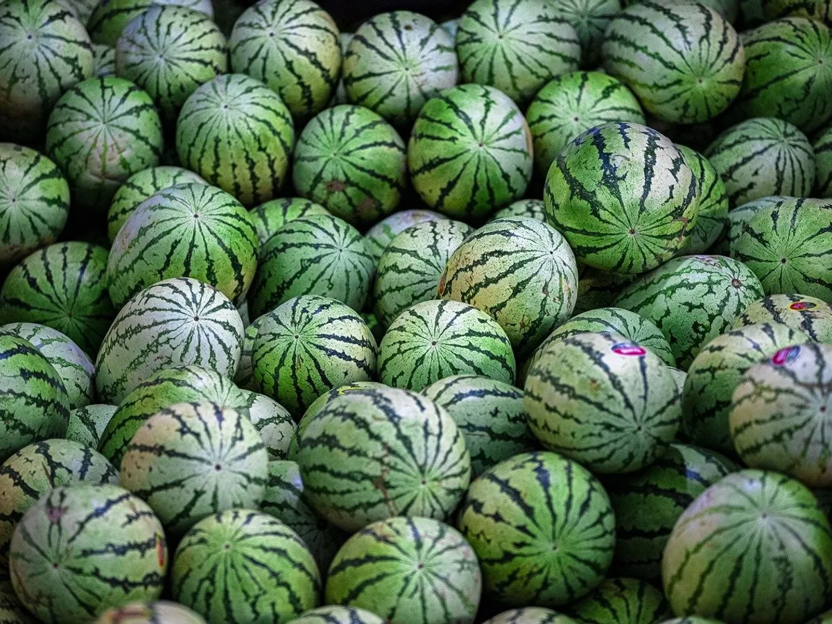 Cât costă pepenii de Dăbuleni?