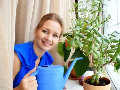 Planta pe care trebuie să o ai în casă în zile negre. Aduce bogăție și noroc dacă o îngrijești corect - Foto: Freepik (Imagine cu rol ilustrativ)