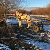 Un bărbat a fost găsit înecat în râul Moldova. Caii și căruța erau abandonate pe mal  - Foto: ISU / imagine cu rol ilustrativ