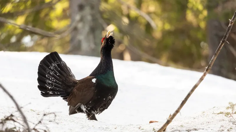 Cocoș de munte surprins în timpul dansului nupțial - Foto: Florin Coraș