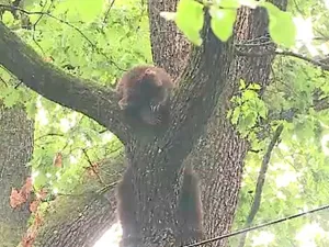Un pui de urs somnoros a pus pe jar polițiștii după ce a adormit într-un copac, în Târgu Mureș - Foto: Captura de ecran