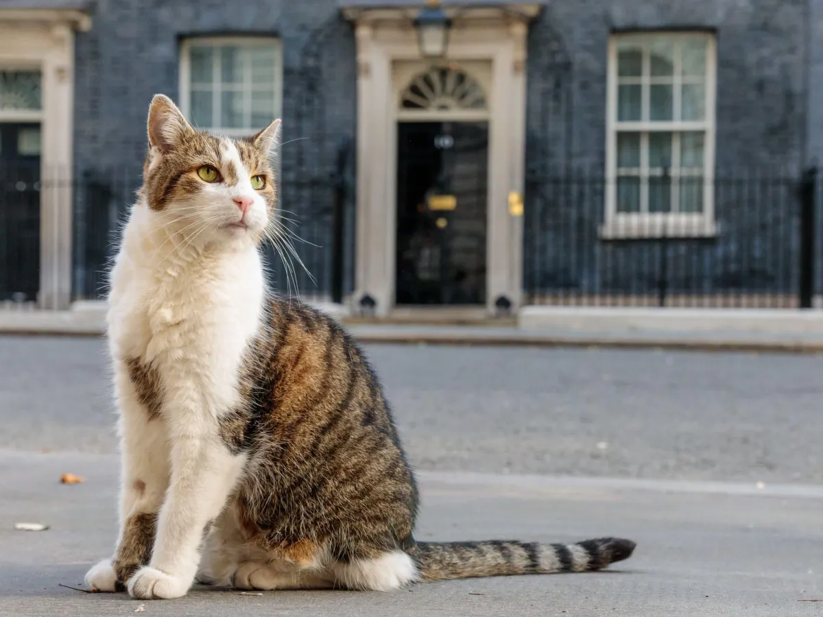 Cum un motan simplu a devenit superstar la una dintre cele mai faimoase adrese din lume. Are 15 ani