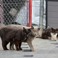 Pisici de stradă/FOTO: whyy.org