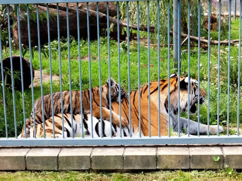 Un bărbat și-a făcut Grădină Zoo în propria curte. Cât era taxa de intrare pentru a vedea tigri? - Foto: Profimedia Images (imagine cu rol ilustrativ)