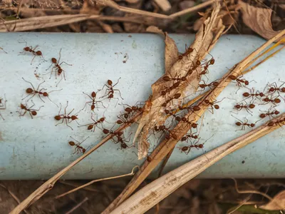 Furnici Foto: Freepik (imagine cu rol ilustrativ)