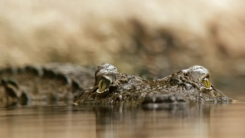 Cum arată cel mai rar crocodil din lume - Foto: Pixabay.com - cu rol ilustrativ