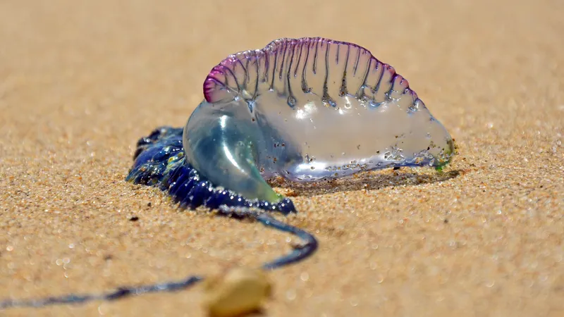 Invazie de meduze pe mai multe plaje frecventate de români. Este vorba despre o specie otrăvitoare  - Foto: Profimedia / imagine cu caracter ilustrativ