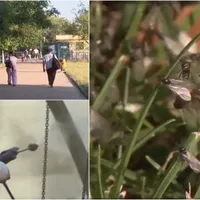 Invazie de musculiţe în Capitală. Primăria susține că insectele sunt importante pentru mediu foto: captură Observator (fotografie cu caracter ilustrativ)