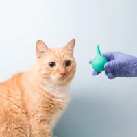 Un medic este anchetat în Italia după ce și-a operat pisica. Felina căzuse de pe acoperiș  - Foto: Profimedia Images (imagine cu rol ilustrativ)