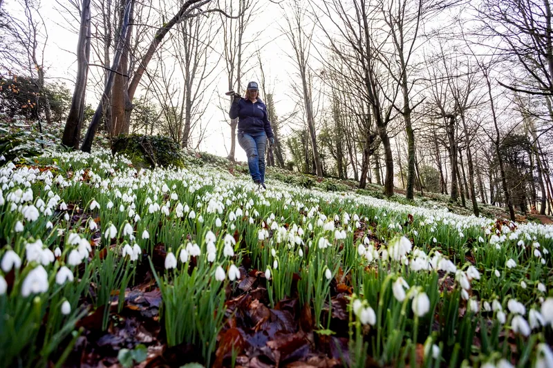 Ghiocei &icirc;n pădure - Foto: Profimedia Images (rol ilustrativ)