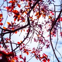 Copaci înfloriți Foto: Freepik (imagine cu rol ilustrativ)