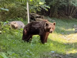 Ultimele momente din viața motociclistului ucis de urs pe Transfăgărășan. Animalul a fost împușcat