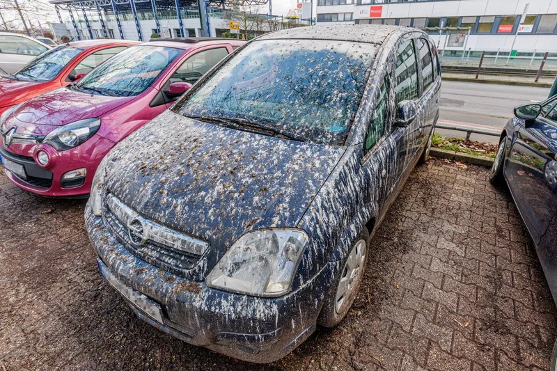 Excrementele de păsări sunt extrem de dăunătoare pentru vopseaua mașinii - Foto: Prfimedia Images (Imagine cu rol ilustrativ)