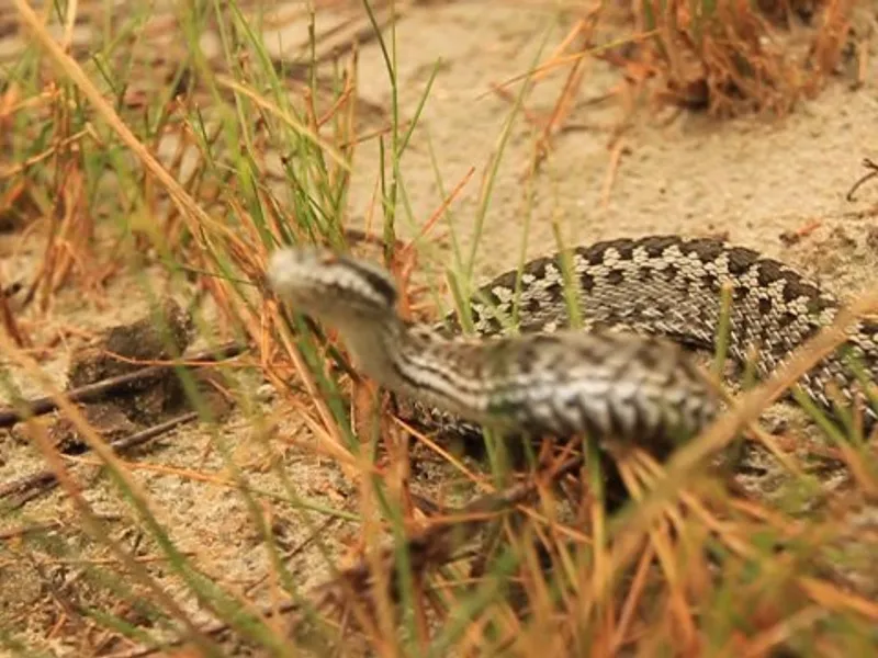 Vipera nikolskii/FOTO: ziaruldeiasi.ro