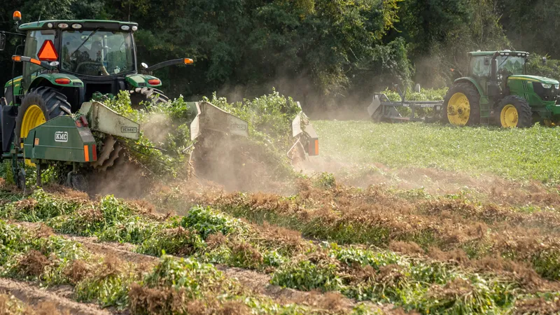 hectare distruse de secetă- Foto: PEXELS PHOTOS/Mark Stebnicki