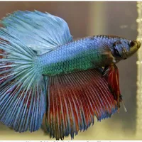 Peștișori Bettas/Foto: wikipedia