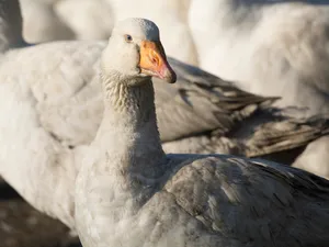 Alertă sanitară la granița României. Un focar de gripă aviară a fost identificat la o fermă de gâște - FOTO: Profimedia