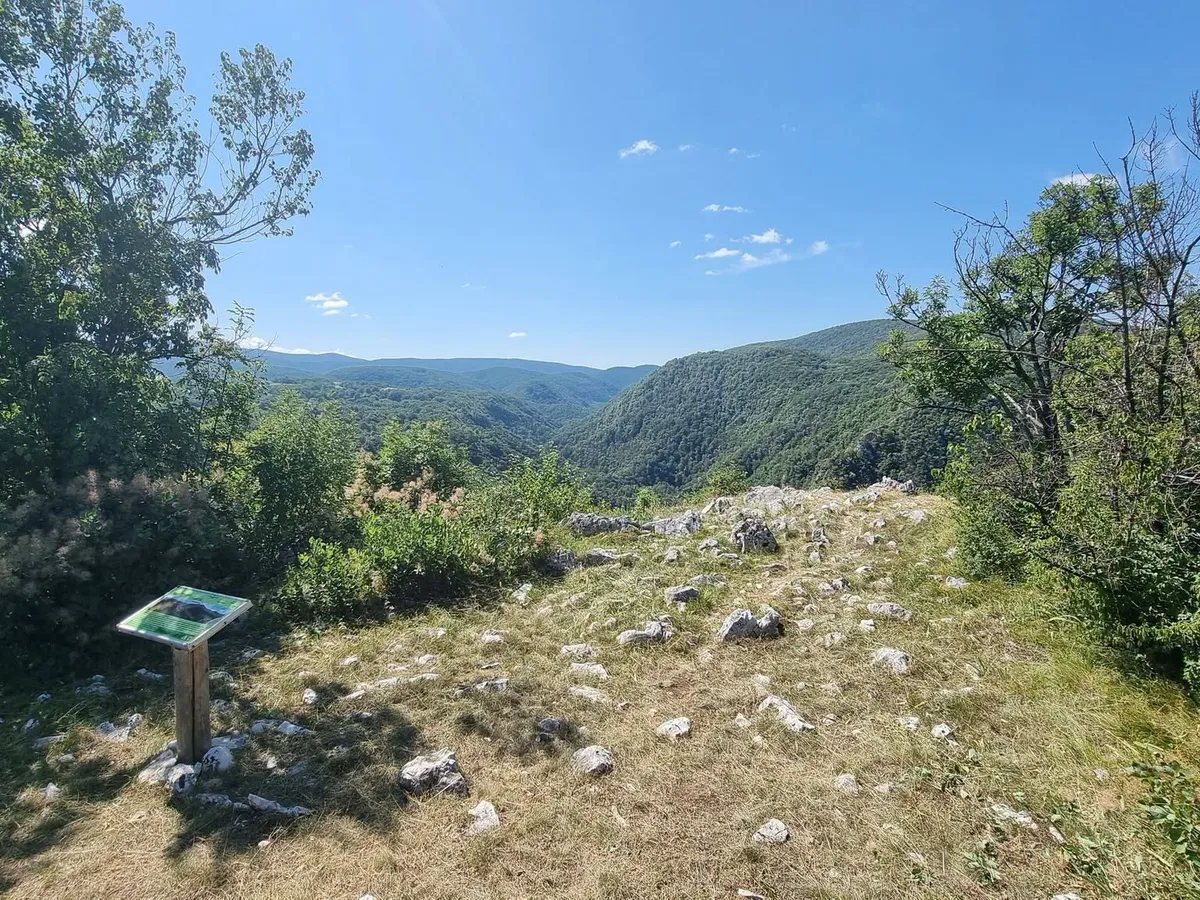VIDEO Pisică sălbatică cu patru pui, surprinsă în imagini în Parcul Naţional Semenic