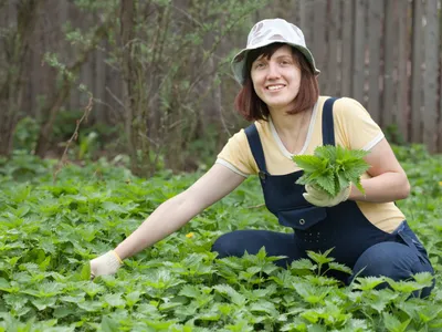 Planta “tămăduitoare” care curăță rinichii primăvara. Cum să prepari ceaiul din frunzele tinere pentru cură - Foto: Freepik (Imagine cu rol ilustrativ)