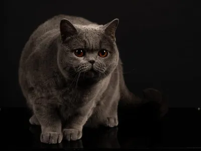 O pisică din România a fost desemnată cea mai frumoasă din Europa. Cum arată Kira Kiralina? - Foto: News.ro