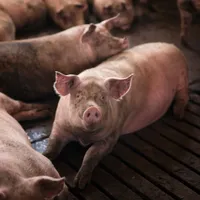 Focar de pestă porcină în Constanța. Trebuie sacrificate 49.000 de animale din cauza virusului Foto: Freepik (fotografie cu caracter ilustrativ)