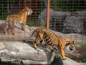 O grădină zoologică cere publicului animale de companie ca hrană pentru carnivore - Foto: Aalborg Zoo (cu rol ilustrativ)