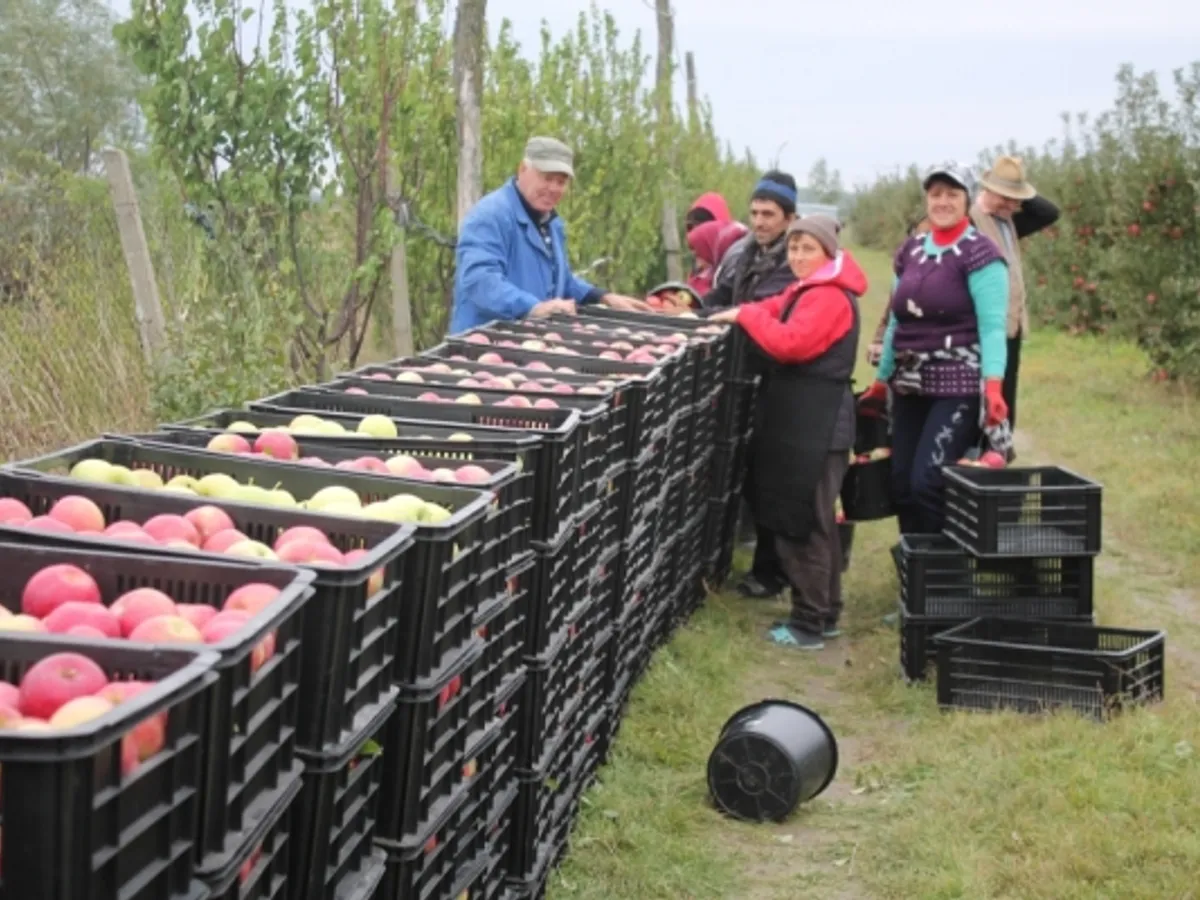 30.000 lei amendă pentru patru țărani ce vindeau mere la marginea drumului - Viața liberă