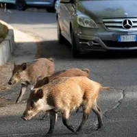 Roma a fost invadată de porci mistreți. Foto Paudal.com