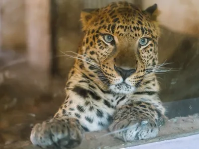 Leopard la Zoo- Foto: FACEBOOK